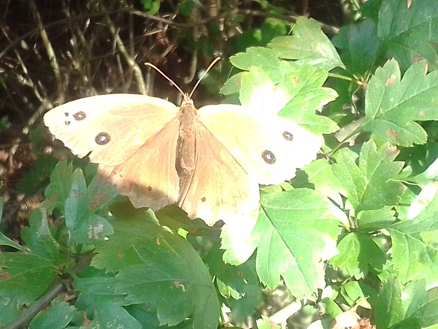 Minois dryas - fekete szemeslepke