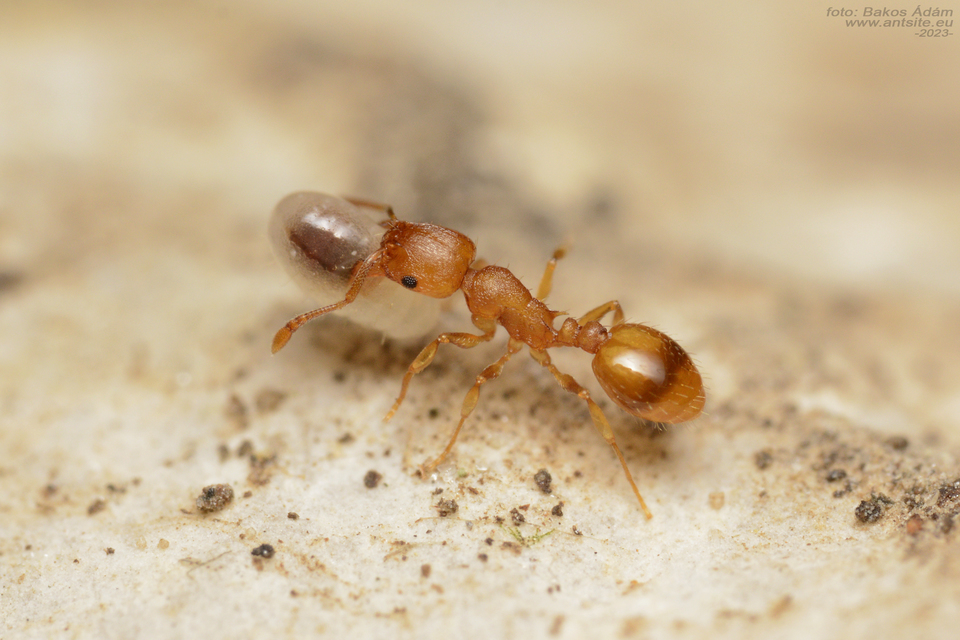Temnothorax crassispinus - gubacslakó kéreghangya