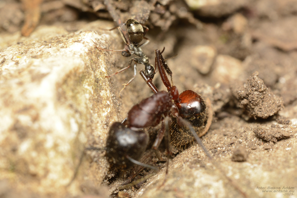 Formica fusca - kormos rabszolgahangya