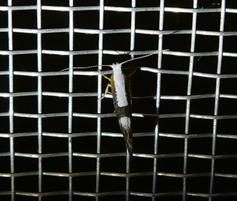 Argyresthia