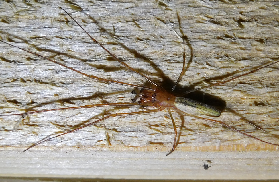 Tetragnatha