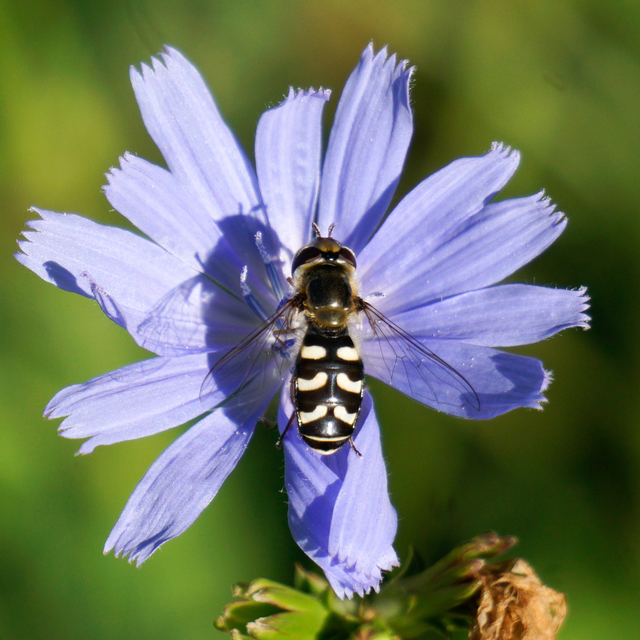 Scaeva pyrastri - gyakori nagyhomlokúlégy