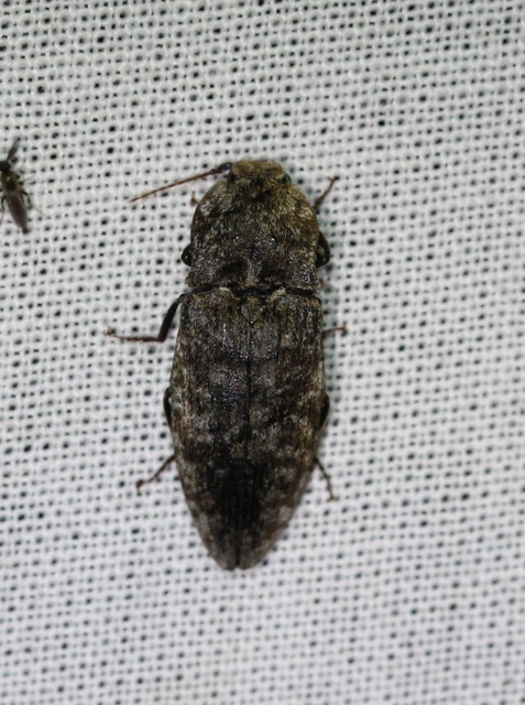 Agrypnus murinus - egérszínű pikkelyespattanó