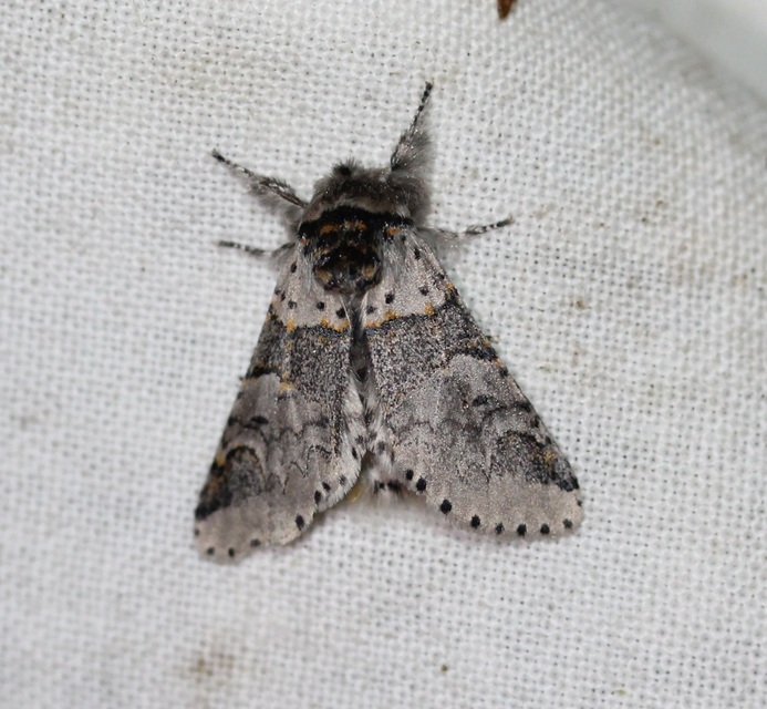 Furcula bifida - kis púposszövő