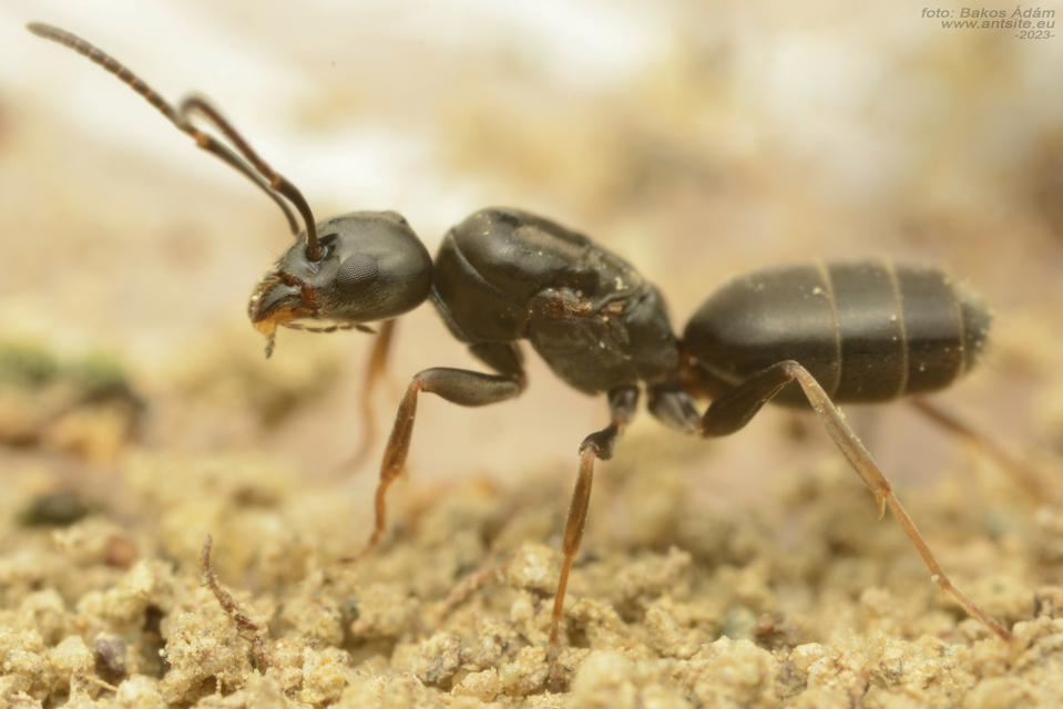 Tapinoma erraticum - kóborhangya