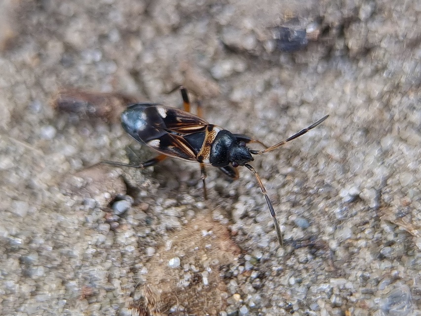 Raglius alboacuminatus - tarka díszesbodobács
