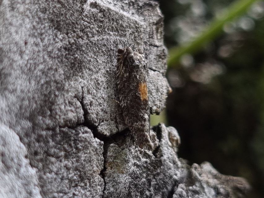 Epinotia nisella - nyárfabarka-tükrösmoly