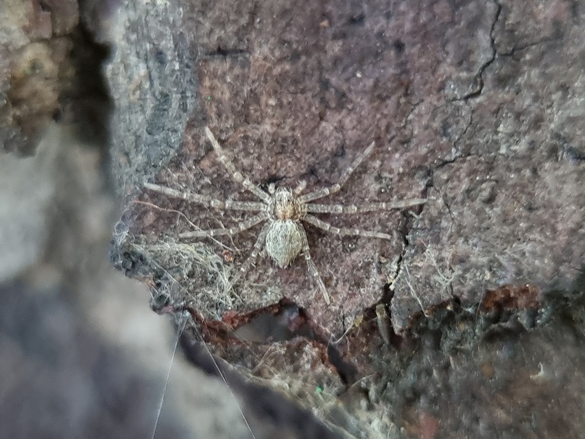Philodromus
