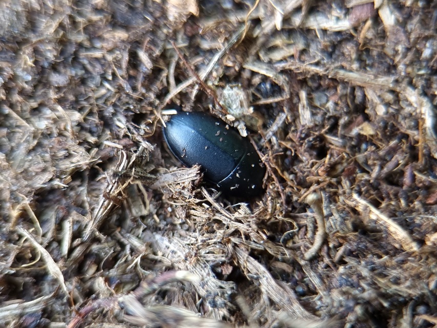 Crypticus quisquilius - fürge gyászbogár