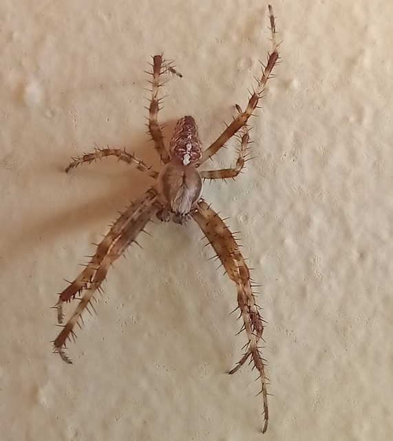 Araneus diadematus - koronás keresztespók Araneus diadematus - koronás keresztespók
