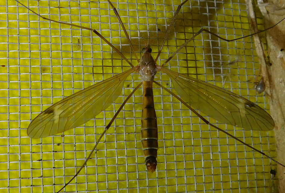 Tipula