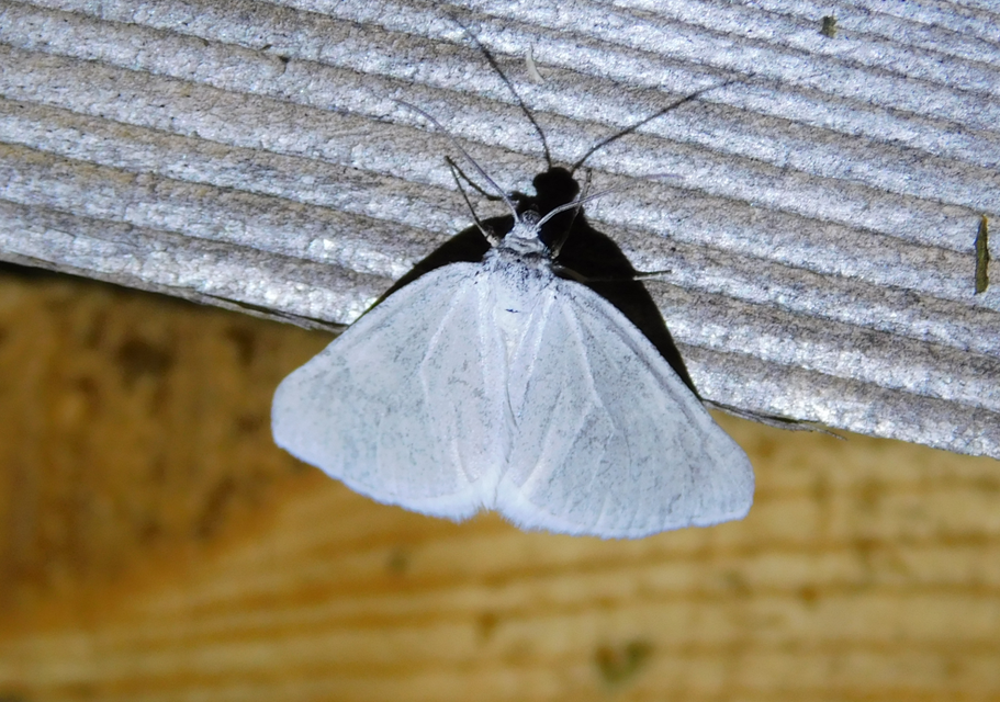 Lithostege griseata - szürke araszoló