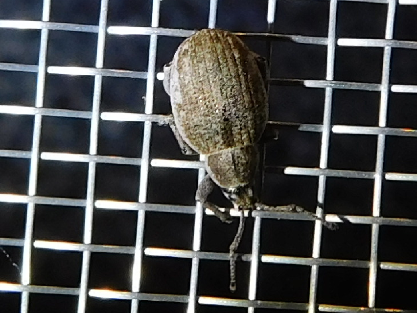 Peritelus familiaris - nagy kendermagbogár