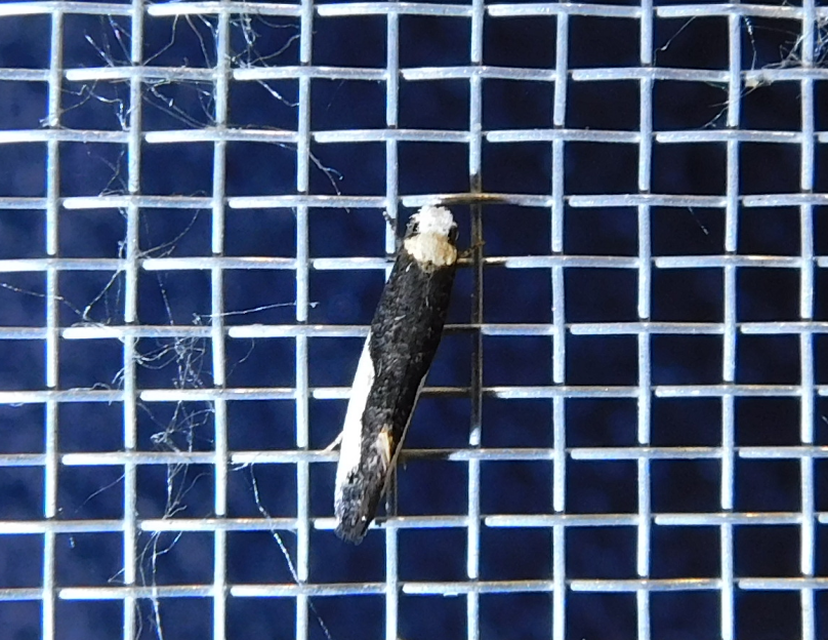 Monopis monachella - apácamoly