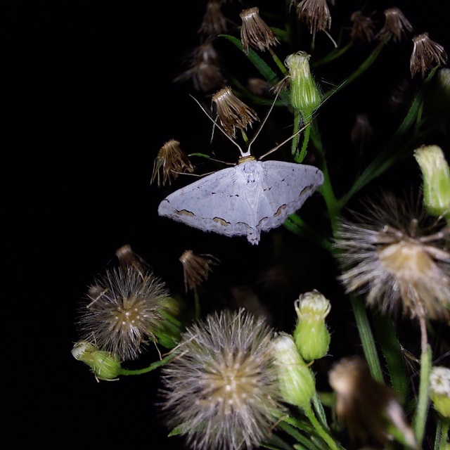 Scopula ornata - díszes fehéraraszoló