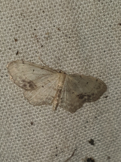 Idaea dimidiata - gyakori apróaraszoló