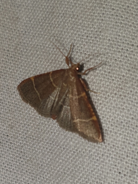 Hypsopygia glaucinalis - rezes fényilonca