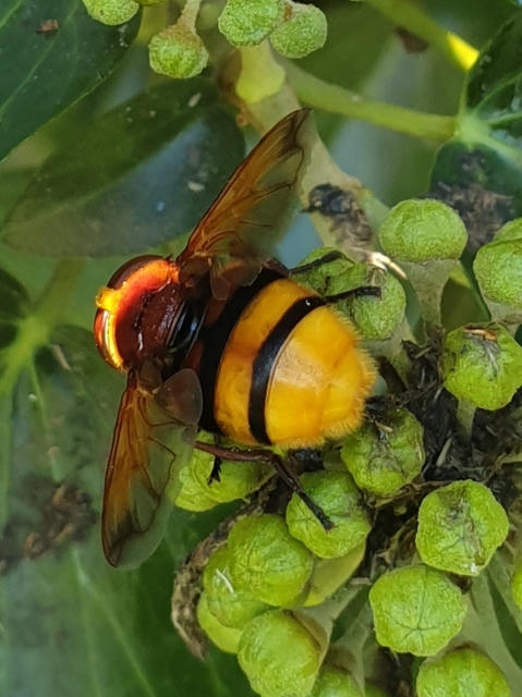 Volucella zonaria - kétöves pihelégy Volucella zonaria - kétöves pihelégy