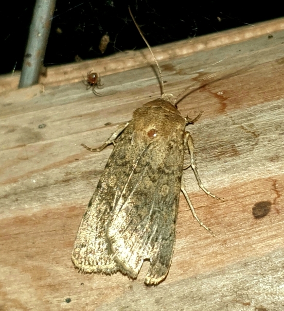 Rhyacia simulans - hamvas földibagoly