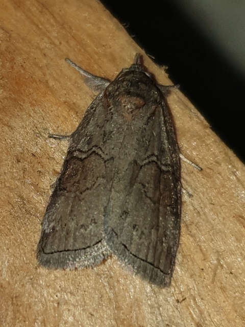 Nycteola asiatica - nyárfa-trapézbagoly