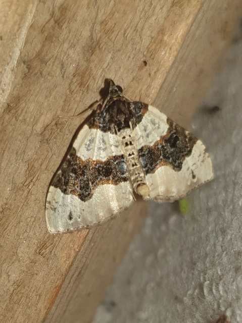 Cosmorhoe ocellata - szemes galajaraszoló
