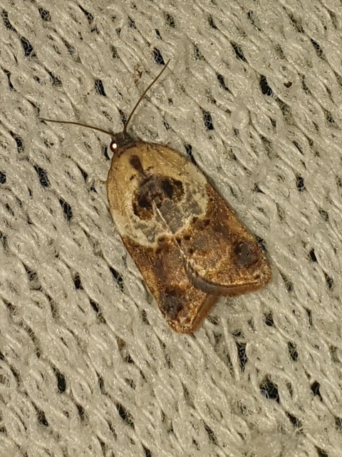 Acleris variegana - tarka levélmoly