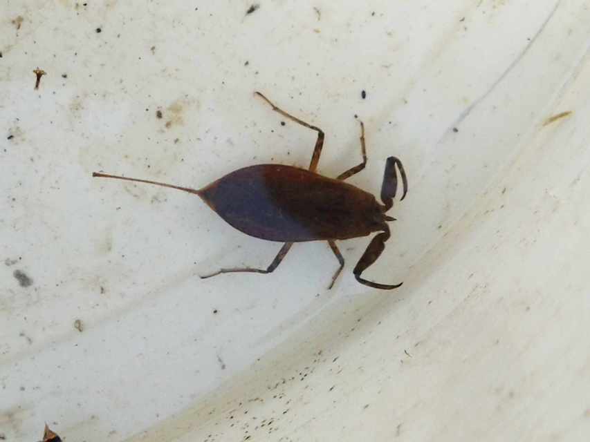 Nepa cinerea - víziskorpió