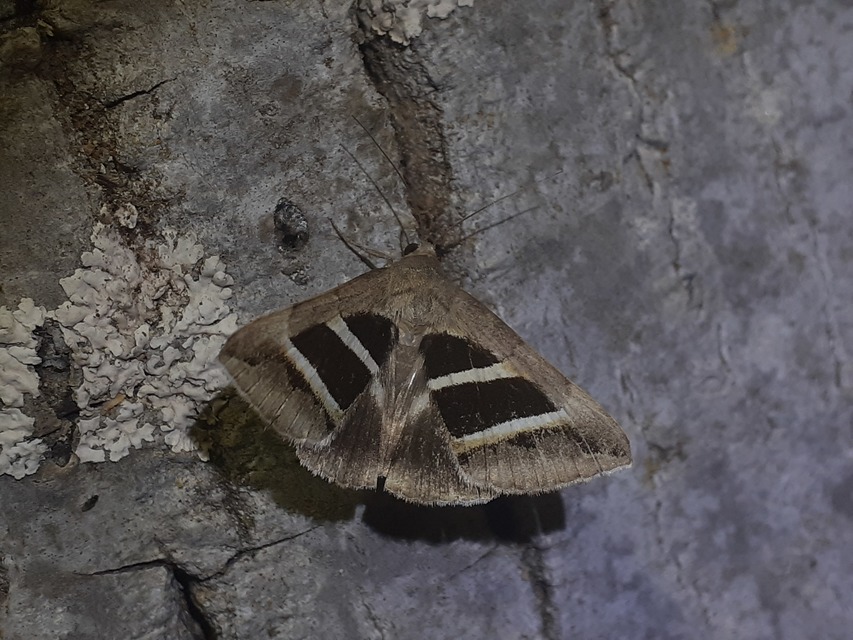 Grammodes bifasciata - kétsávos övesbagoly