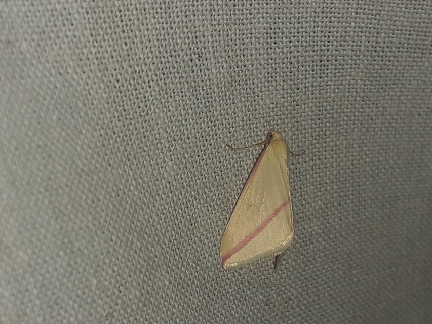 Rhodometra sacraria - rózsacsíkos araszoló