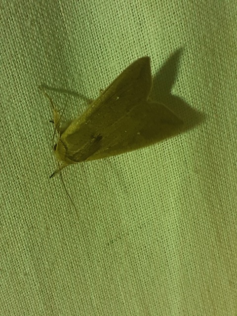 Mythimna unipuncta - hordabagoly