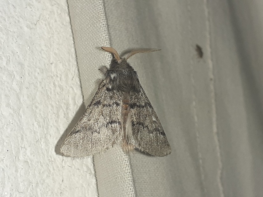 Thaumetopoea pityocampa