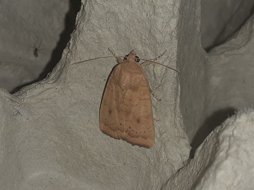 Noctua interjecta - zömök sárgafűbagoly
