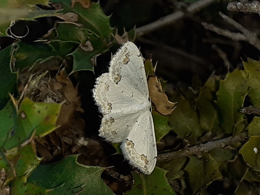 Scopula ornata - díszes fehéraraszoló