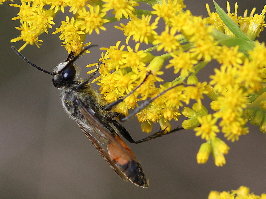 Podalonia hirsuta - szőrös hernyóölődarázs