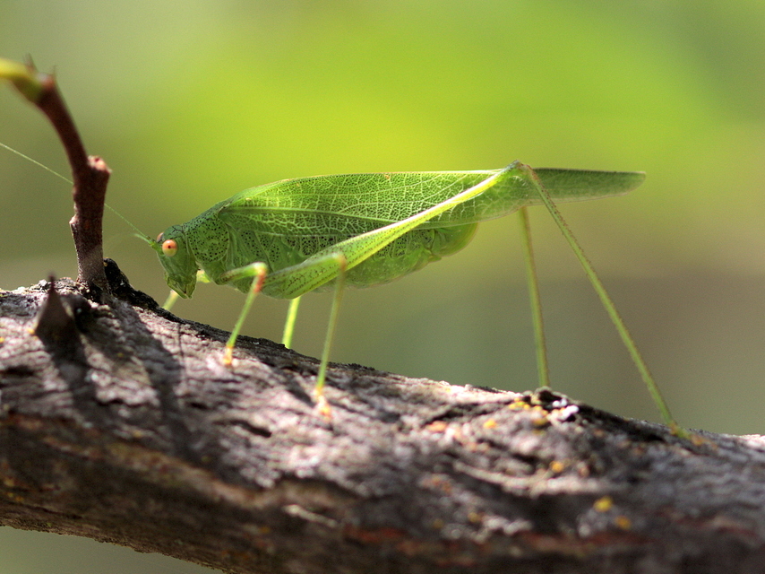 Phaneroptera nana - pontozott repülőszöcske