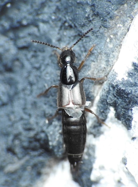 Philonthus quisquiliarius - zöldfényű ganajholyva