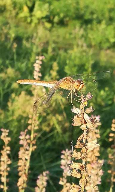 Sympetrum meridionale - fakó katona-szitakötő