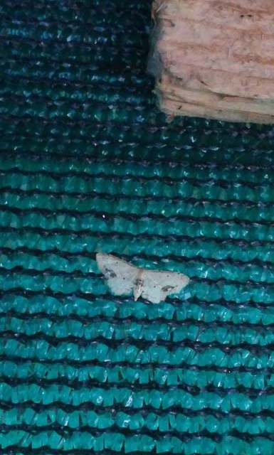 Idaea dimidiata - gyakori apróaraszoló