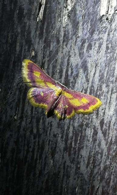 Idaea muricata - mocsári pirosaraszoló