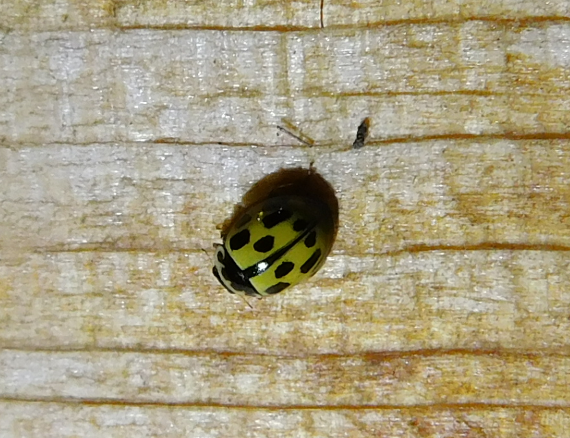 Propylea quatuordecimpunctata - tizennégypettyes füsskata