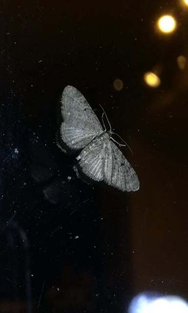 Eupithecia virgaureata - aranyvessző-törpearaszoló