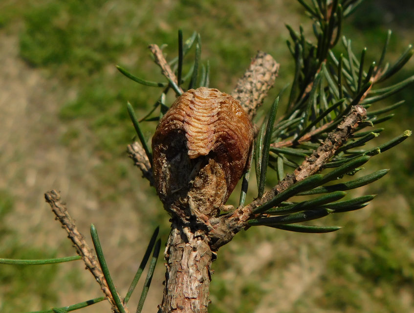 Hierodula tenuidentata - óriás ázsiai imádkozósáska