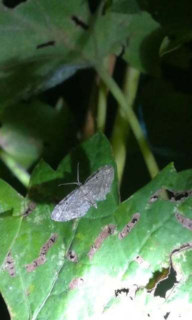 Eupithecia inturbata - juhar-törpearaszoló
