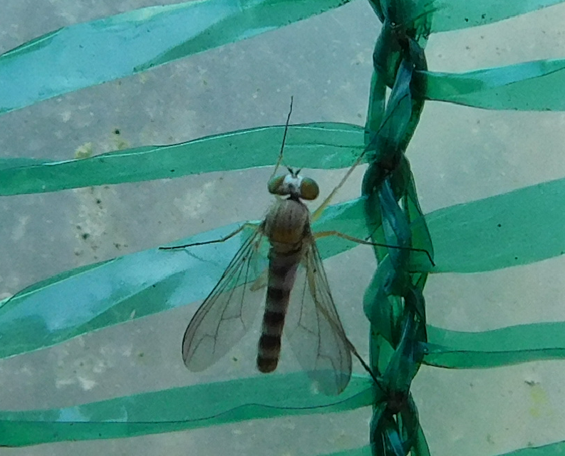 Dolichopodidae - szúnyoglábú legyek