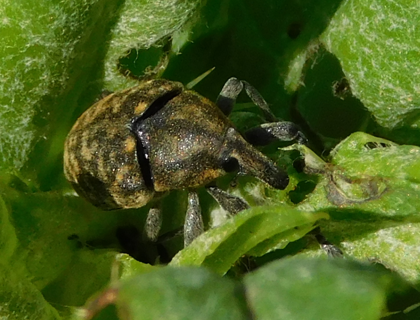 Larinus turbinatus - kúposorrú púderbarkó
