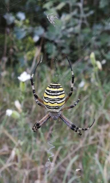 Argiope bruennichi - darázspók