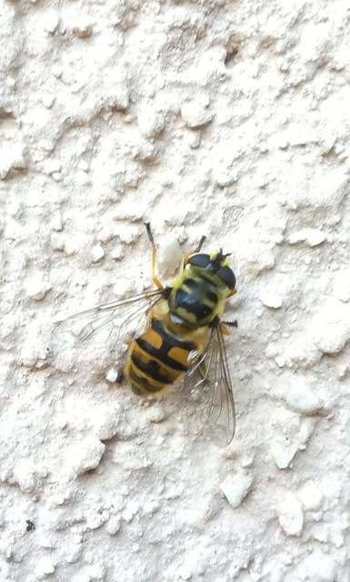 Myathropa florea - halálfejes odúlégy