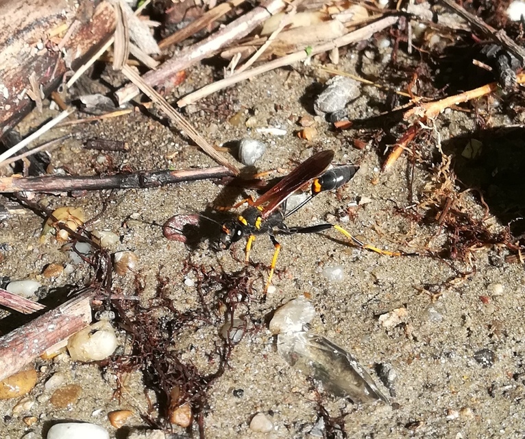 Sceliphron caementarium - feketenyelű lopódarázs