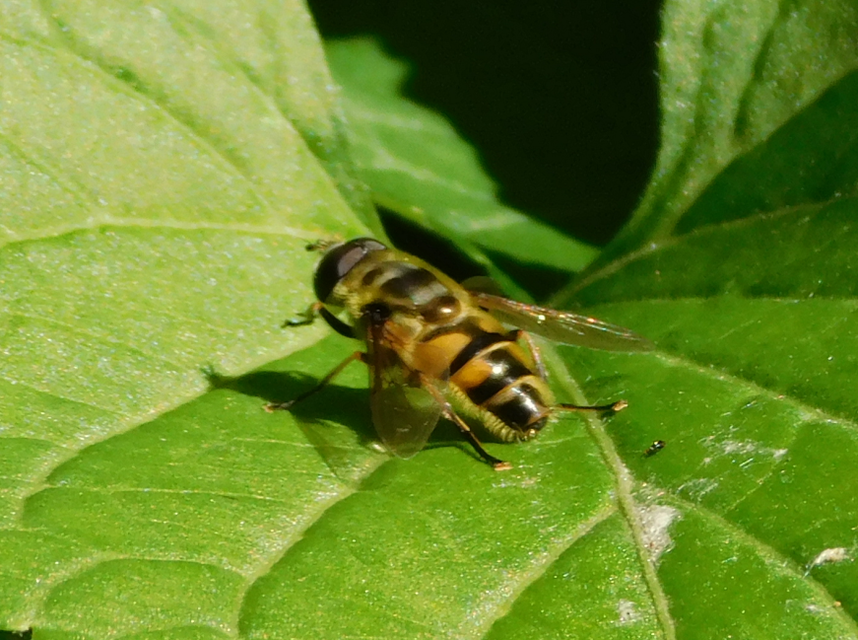 Myathropa florea - halálfejes odúlégy