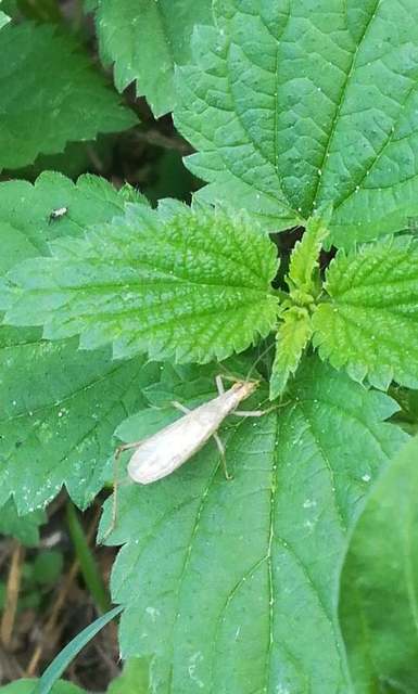 Oecanthus pellucens - pirregőtücsök